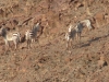 Hartmannszebra oder Bergzebra Hartmannszebra oder Bergzebra
