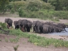 Elefanten am Kwando Fluss