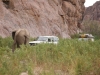 Elefanten im Hoarusib