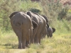 Elefanten im Ugab