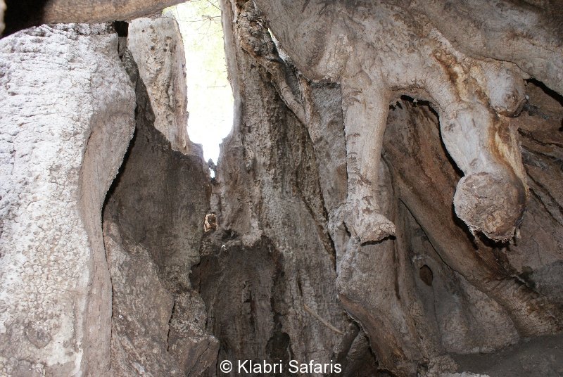 Baobab Baum von Innen