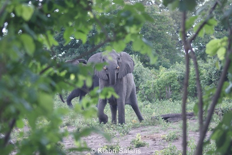 Elefanten am Kwando Fluss