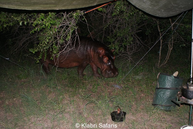Flusspferd im Nambwa Camp