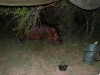 Flusspferd im Nambwa Camp