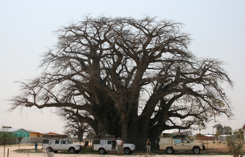 Baobab Baum