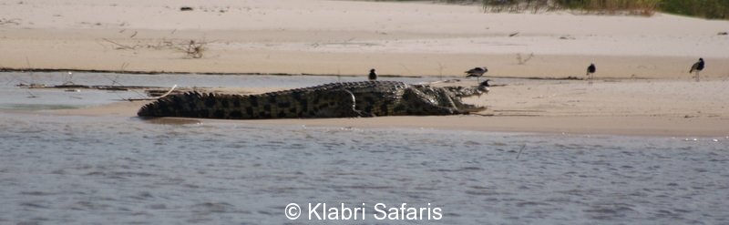 Krokodile am Zambesi