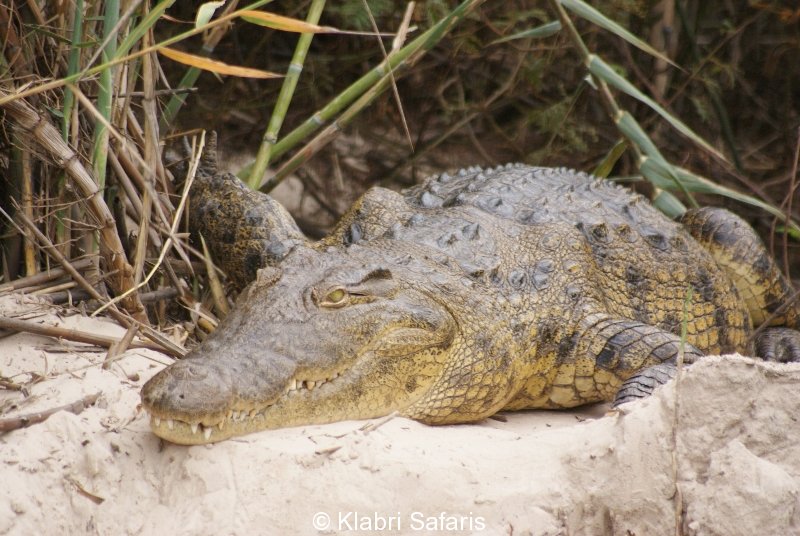 Weibliches Krokodil am Nest