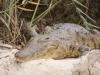 Weibliches Krokodil am Nest
