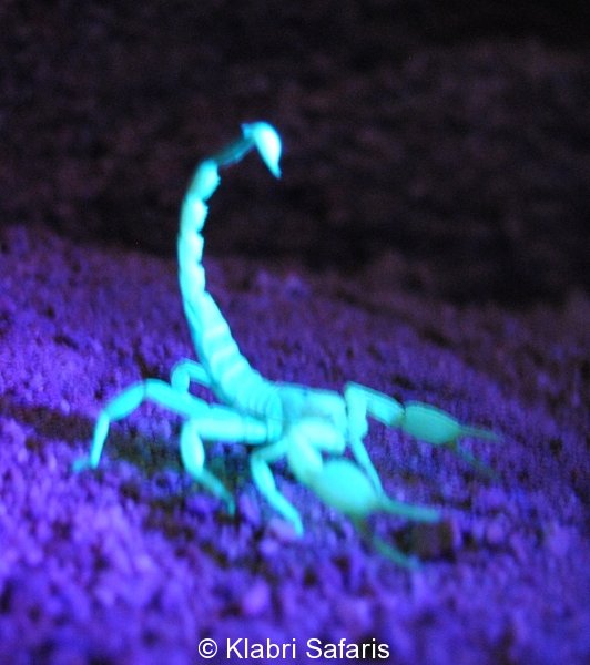 Skorpion unter UV Licht