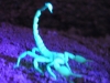Skorpion unter UV Licht