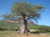 Kleiner Baobab Baum