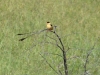 Paradiesvogel Paradiesvogel