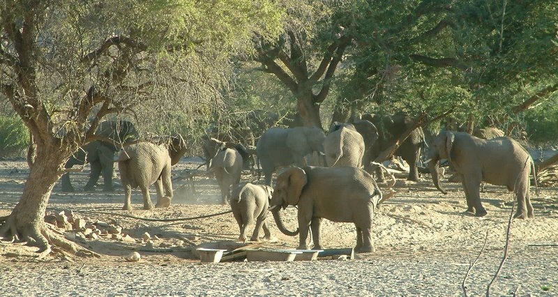 Elefanten Herde im Ugab