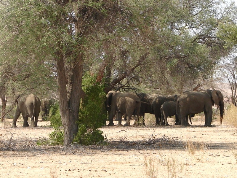 Elefanten im White Lady Camp