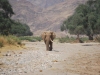 Einzahn Elefant im Hoanib