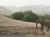 Elefanten  im Hoanib