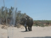 Elefant im Huab Elefant im Huab