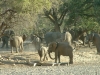 Elefanten Herde im Ugab